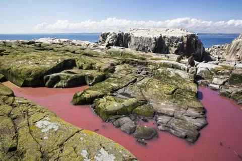 A pool coloured red from algae that have been fertilized by seabird guano on  Stock Photos