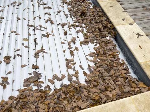 Pool covered with tree leaves Stock Photos
