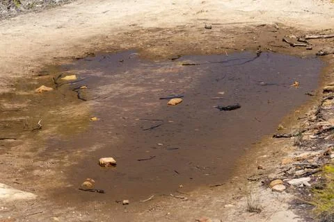 Pool drying up with doomed  tadpoles unless it rains Stock Photos