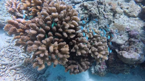 Pool fish hiding in the reef and trembling Stock Footage 345945080