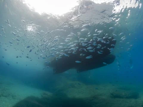 Pool of fish under boat Fotos Stock