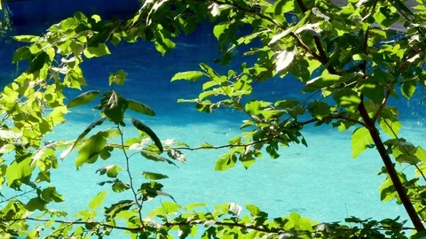 Pool Foliage Video stock 83927871