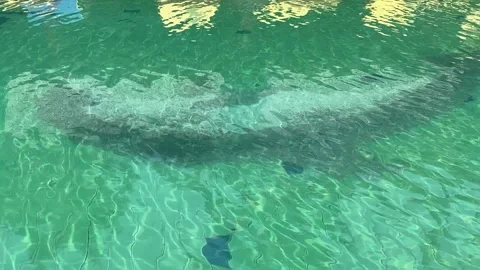 POOL Stock Footage 260479925