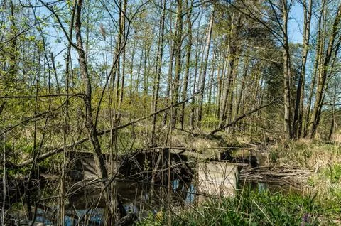 A pool in the forest Stock Photos