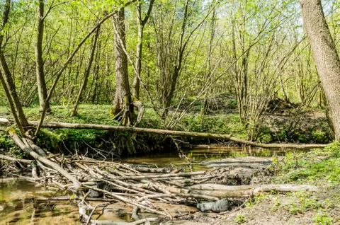  A pool in the forest Foto stock