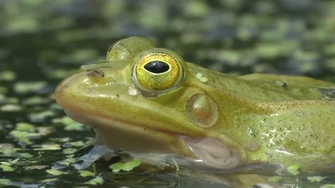 Pool frog,  male, screaming on the surface of the pond, close up Stock Footage 78066300