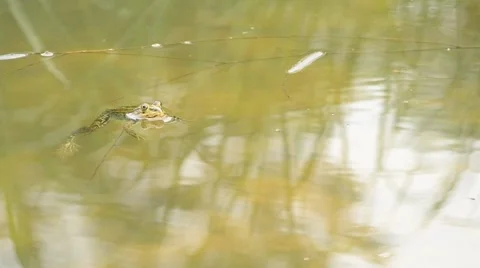 Pool frog or marsh frog floats in water, dives and swims away Stock Footage 50549224