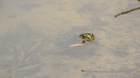 Pool frog or marsh frog floats in water, dips and swims away Stock Footage 52555520