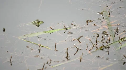 Pool frog or marsh frog floats in water, then swims away Stock Footage 54301145