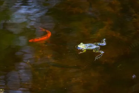 The pool frog or small green frog Stock Photos