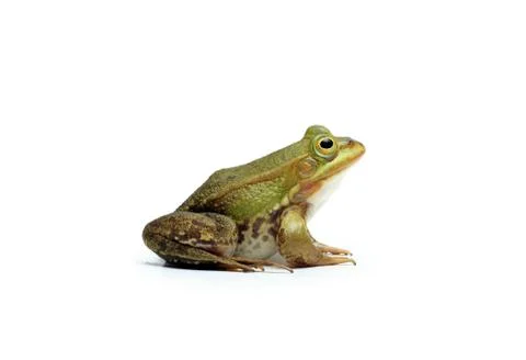 Pool Frog Stock Photos