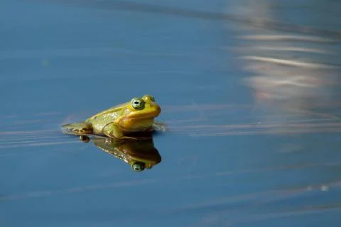 Pool frog Rana lessonae in spawning water reflected North Rhine Westphalia Stock Photos