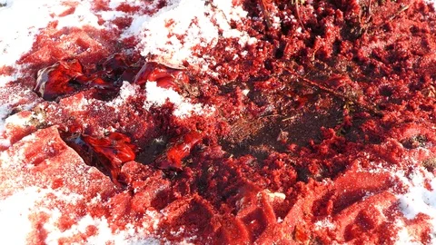 A pool of gore in the snow 스톡 동영상 111162528