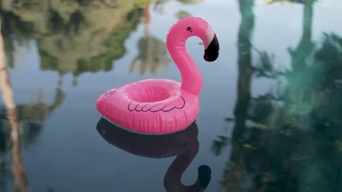 Pool Inflatable pink swan floating in a calm pool with palm trees reflections Stock Footage 129055760