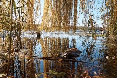 A pool on the lake, willow branches, a bay in the thickets, trees and grass Stock Photos