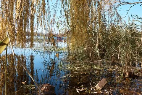 A pool on the lake, willow branches, a bay in the thickets, trees and grass Stock Photos