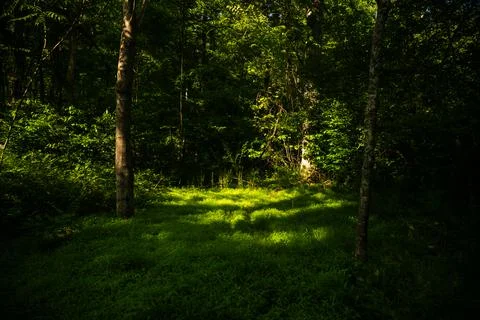 Pool of Light Fills Grassy Patch In Dark Forest Foto stock
