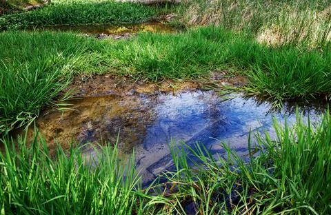 Pool in the middle of grass Stock Photos