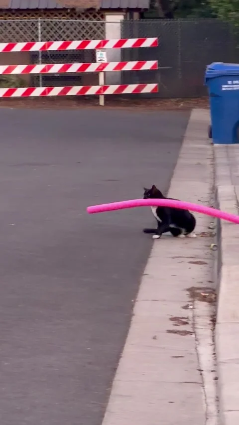 Pool Noodle Stolen by Neighbor Kitty, Keizer, Oregon, USA - 10 Jun 2026 Stock Footage 337635662