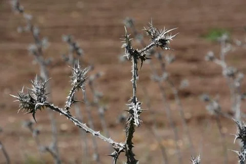 Pool of Nymphs Stock Photos