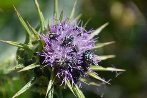 Pool of Nymphs Stock Photos
