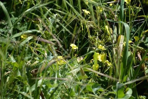 Pool of Nymphs Stock Photos