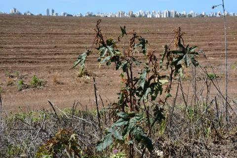 Pool of Nymphs Stock-Fotos
