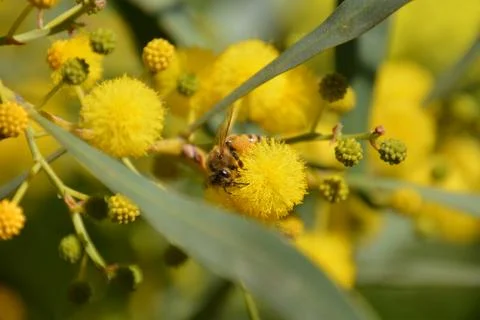 Pool of Nymphs Foto stock
