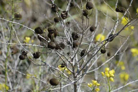 Pool of Nymphs Stock Photos