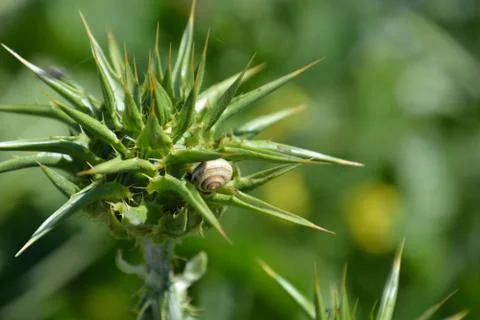 Pool of Nymphs Stock Photos