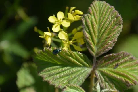 Pool of Nymphs Foto stock