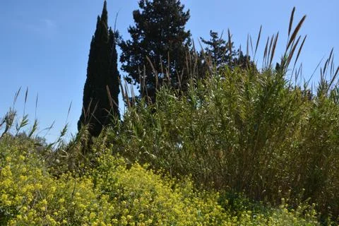 Pool of Nymphs Stock Photos