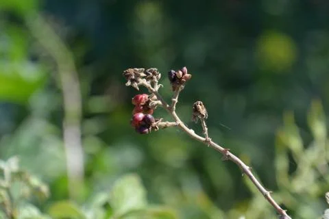 Pool of Nymphs Stock-Fotos