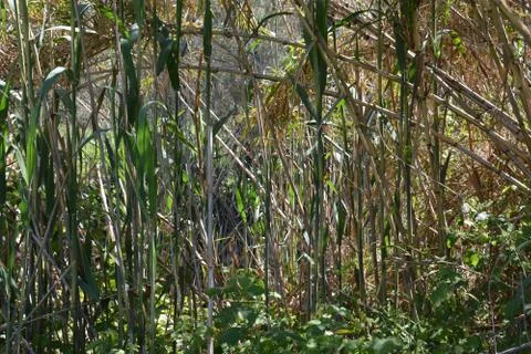 Pool of Nymphs Stock Photos