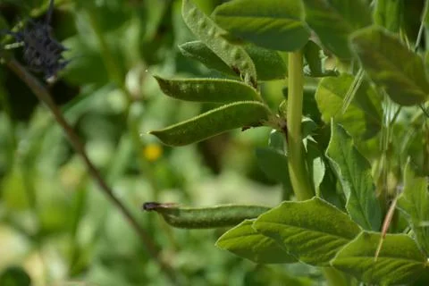 Pool of Nymphs Stock Photos