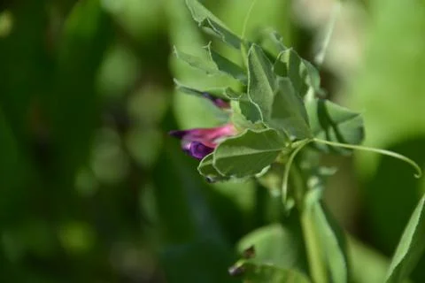 Pool of Nymphs Stock Photos