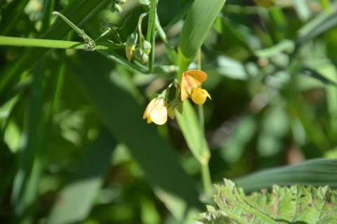 Pool of Nymphs Foto stock