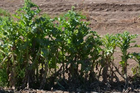Pool of Nymphs Stock Photos