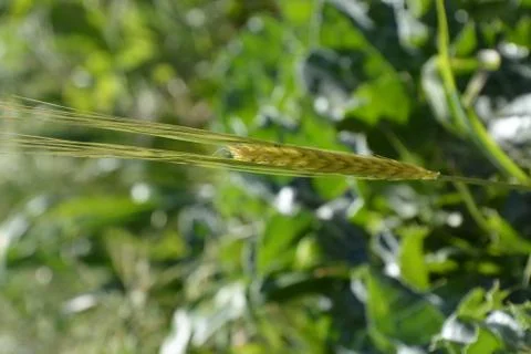 Pool of Nymphs Stock Photos