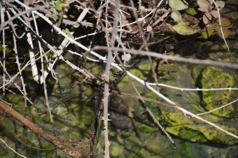 Pool of Nymphs Stock Photos