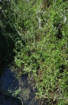 Pool of Nymphs Stock Photos