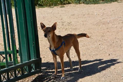 Pool of Nymphs Stock-Fotos