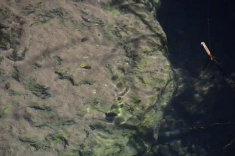 Pool of Nymphs Foto stock