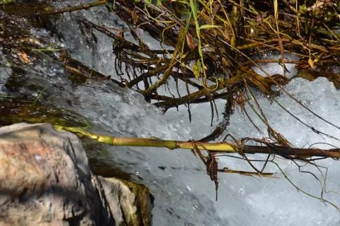 Pool of Nymphs Stock Photos