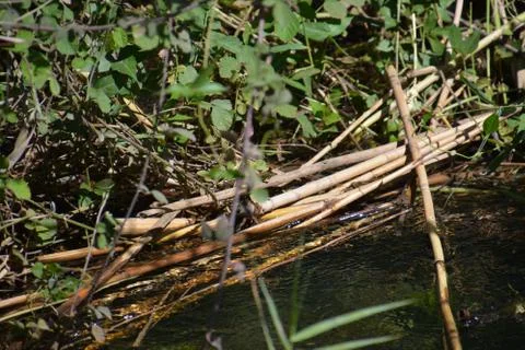 Pool of Nymphs Stock Photos