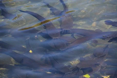 Pool of Nymphs Stock Photos
