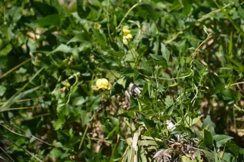 Pool of Nymphs Stock Photos