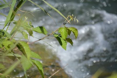 Pool of Nymphs Stock Photos