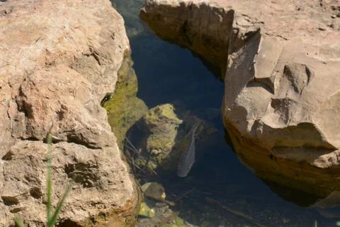 Pool of Nymphs Stock Photos