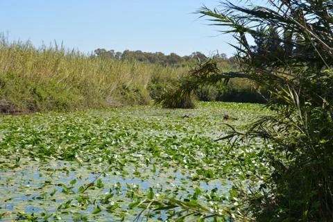 Pool of Nymphs Foto stock